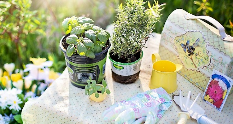 Macrobiotics food for spring