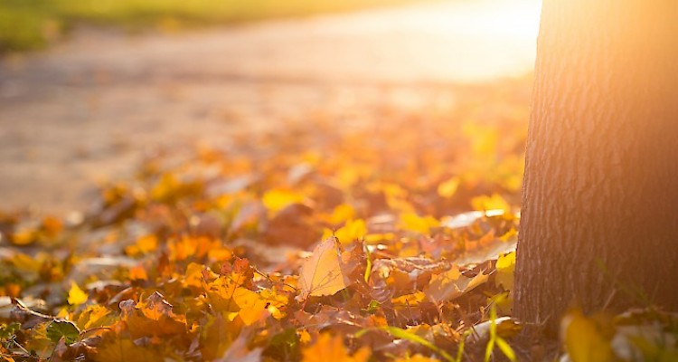 A Macrobiotic Ethic, by Bill Tara