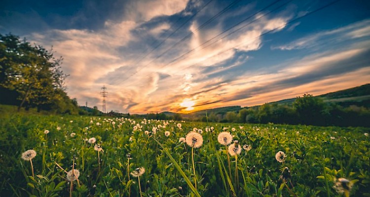 CREATING AN ECOLOGICAL ETHIC IN MACROBIOTICS