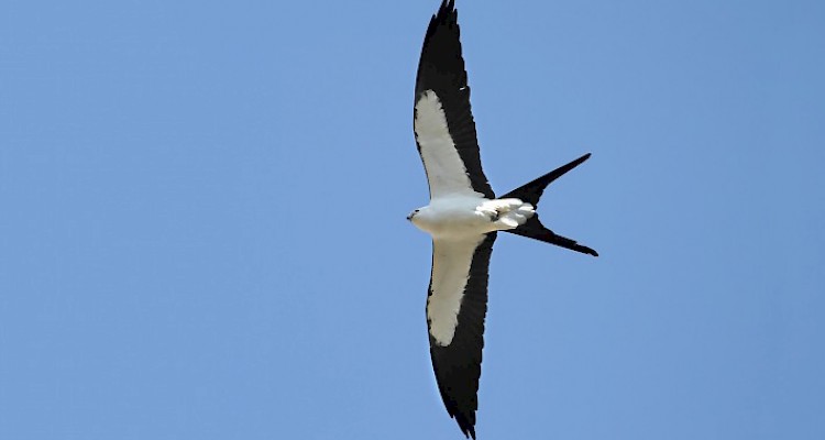 Macrobiotics. After all, what are we talking about?