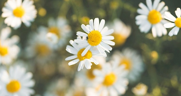 Macrobiotics and  Health Coaching